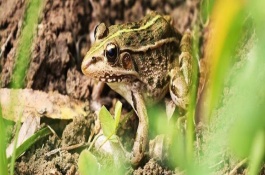 黑斑蛙一斤多少钱，黑斑蛙养殖前景