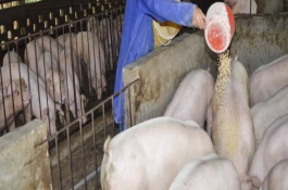 养殖肉蟹一般用什么饲料喂养