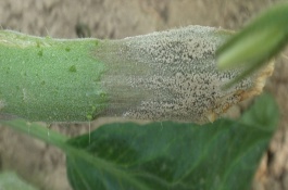 嘧霉胺使用禁忌，嘧霉胺的正确使用方法