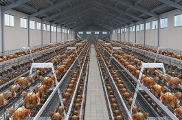 养鸡场需要什么设备，养鸡场一般需要配备育雏设备