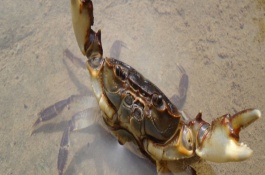 螃蟹的主产区有哪些，常见的蟹品种有哪些