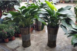 金钻的养殖方法及注意事项，金钻的繁殖方法