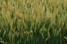 濮麦117品种介绍，株型较松散