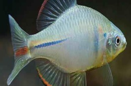 一的价格是多少，鳑鲏鱼营养价值