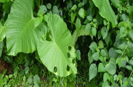 敌百杀虫剂使用方法，使用敌百杀虫剂的注意事项