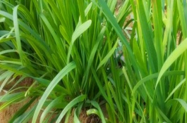 什么时候种西红柿，秋冬茬西红柿的种植时间