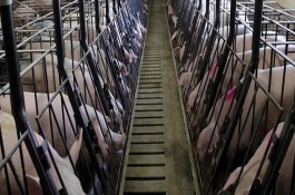 现代化猪场的防疫设施、设备有哪些，猪场的防疫工作有哪些