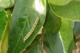 高效氯氰菊酯使用方法，高效氯氰菊酯的注意事项