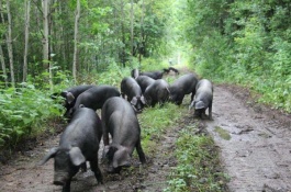 莆田黑猪养殖技术，莆田黑猪的品种性能