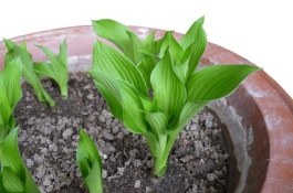 玉簪花的产地在哪里，玉簪花几月份开花