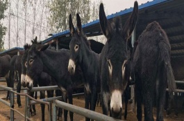 金华猪养殖技术，猪圈的搭建