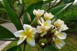 鸡蛋花有哪些品种，鸡蛋花杨梅