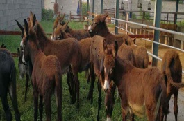驴上膘快偏方，养驴的注意事项