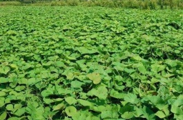 红薯的主要产地在哪里，红薯有哪些品种