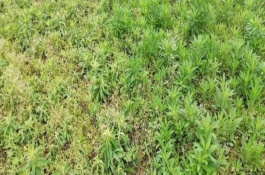 双氟磺草胺都除什么草,冬小麦田含双氟磺草胺除草剂的施药时期与方法