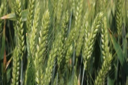 洛麦40品种介绍，洛麦40特征特性