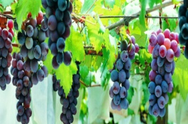 枣的产地在哪里，优质枣子品种介绍