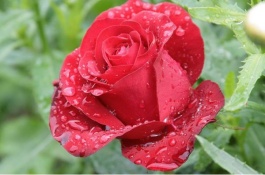 盘点灌木月季的主要品种