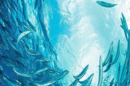 沙丁鱼一斤多少钱，沙丁鱼功效与作用