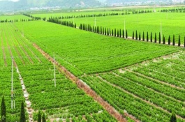 蚕豆一斤多少钱，蚕豆种植成本和利润分析