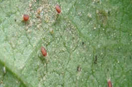 专杀柑橘红蜘蛛特效药，柑橘红蜘蛛的治疗方案