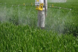 百菌清的使用方法，使用百菌清的注意事项