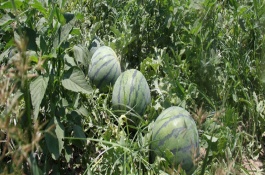 一棵西瓜苗多少钱，地膜覆盖栽培