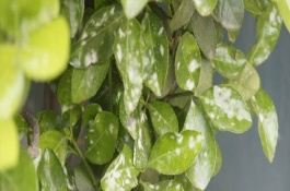 吡唑醚菌酯治什么病，吡唑醚菌酯在各作物上的用法用量