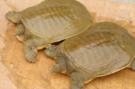 甲鱼养殖技术和技术要点是什么，甲鱼苗的选择