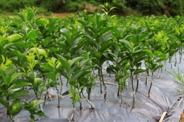 一棵柑橘苗多少钱，柑橘苗多少钱一棵