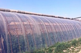 什么样的塑料大棚赚钱，大棚葡萄的采摘期