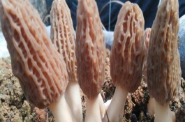 为什么羊肚菌的价格这么贵，营养价格高