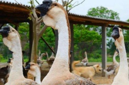 养鹅1000只投资多少，养鹅1000只投资多少钱