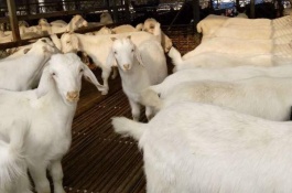 红豆杉养殖方法及注意事项