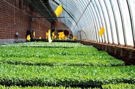 一株紫花椰菜苗多少钱，紫花椰菜种植成本利润分析