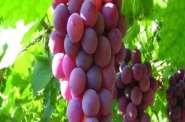 菜苔有哪些品种