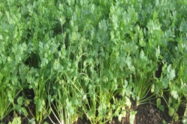 芒种后适合种什么蔬菜，芒种后适合种植白菜