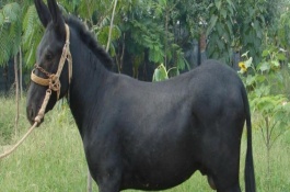 德州驴养殖技术，德州驴的养殖效益