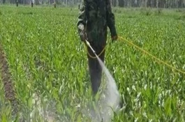 毒死蜱的使用方法，小麦害虫防治