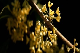 桂花用什么肥料，施肥的注意事项