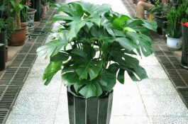 龟背竹养殖方法及注意事项