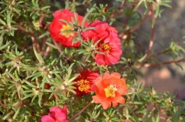 为什么没有农民种植半枝莲的价格这么高，种植技术要求高