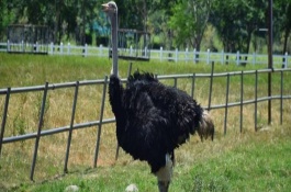 鸵鸟怎么养，饲养设搭建