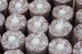 鸡腿菇的市场价格何，鸡腿菇的市场价格