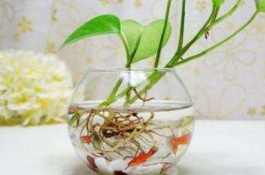 绿萝养殖方法有哪些，1.土壤选择土壤的选择非常重要