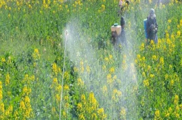 乙羧氟草醚使用范围，乙羧氟草醚用法用量