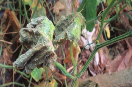 喹啉铜治什么病，喹啉铜使用方法