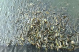 什么品种的红鲤鱼苗好