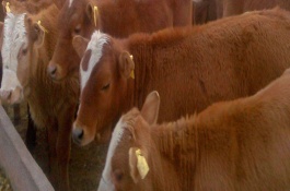 常见牛饲料配方有哪些,日增重900克以上的生长育肥牛