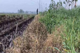 草甘膦的用法与用量，草甘膦使用注意事项　